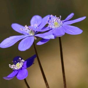 那朵紫色的小蝴蝶花头像