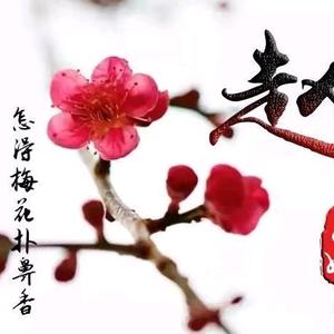 踏雪寻梅头像