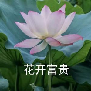 花开富贵.头像
