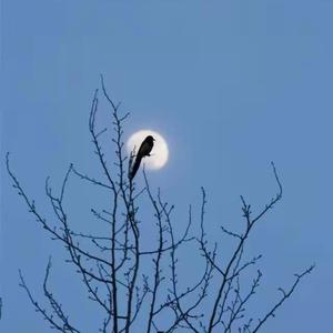 等我一起入梦头像