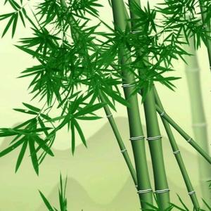竹的微信头像图片