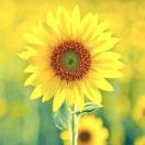 🍎随心情混剪头像