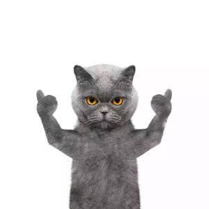 疯狂的猫子头像