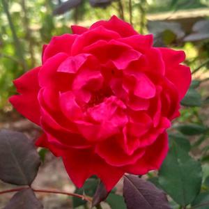 带刺的玫瑰头像