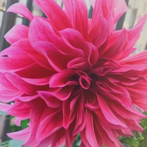 言言妈妈的主页 - 抖音