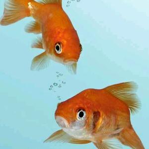 画水有鱼又有浪