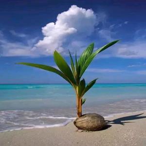 花见花开人见人爱头像