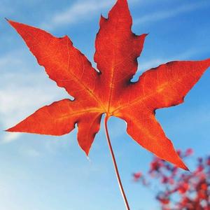 梧桐树下的约定头像