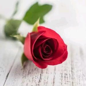 红花与绿叶头像