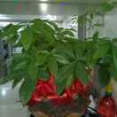 枫江花月夜头像