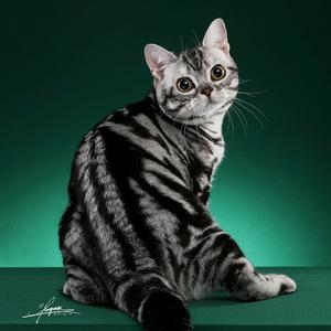 瓷娃娃美国短毛猫美国卷耳猫头像