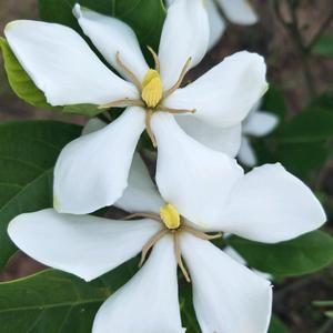 栀子花头像