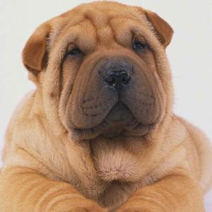 沙皮大叔的忧伤头像