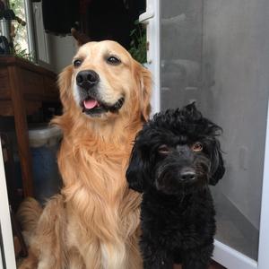 奔儿头*皮蛋 马达