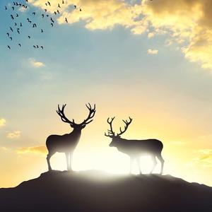 去冰岛看极光头像