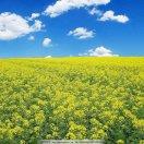 风雨过后见彩虹头像