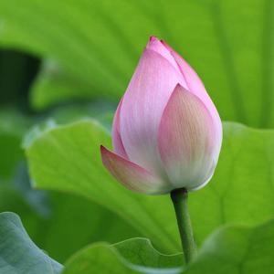风过花飘零,头像