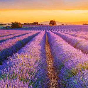 美丽的春天头像