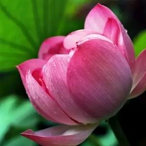 佛前一朵莲头像