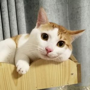 李咪咪是只小公猫头像