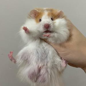 木子の家养金丝熊头像