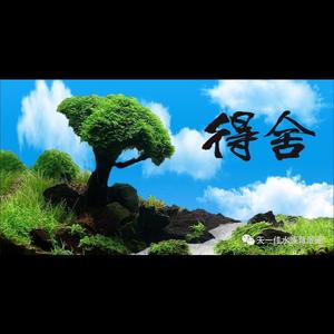 拂晓头像