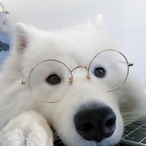 雪球大球哥头像