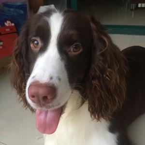 屋顶西餐家有好宝(史宾格犬)头像