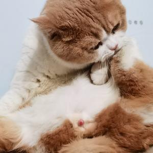 性感公猫lucas头像