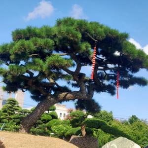 沂源艺松园林景观松头像