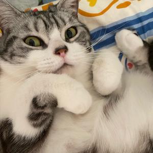 李白与蛇女头像