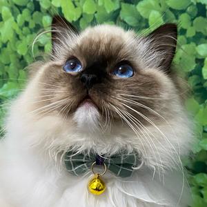 春天一快乐的布偶猫头像