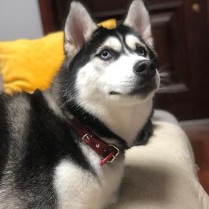 哈尼的小空间头像