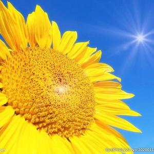 阳光小天哥头像