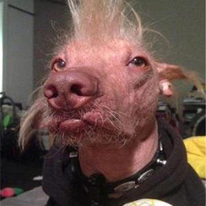 狗子四川王者全能头像