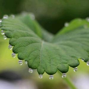 绿禾苑农业头像