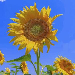 向日葵头像