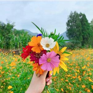 太阳当空照 花儿对我笑