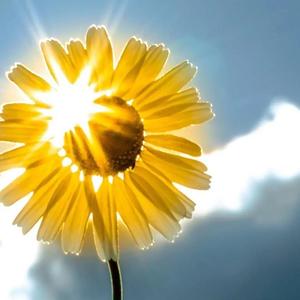 太阳与向日葵的头像图片
