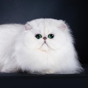 大文er金吉拉波斯猫头像