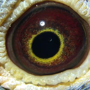 紫罗兰古铜杨阿腾