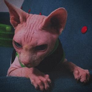 无情哈拉少头像