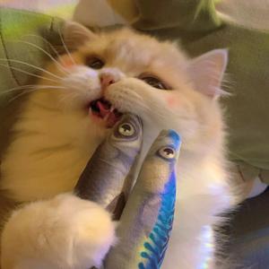 黛染不吃鱼头像