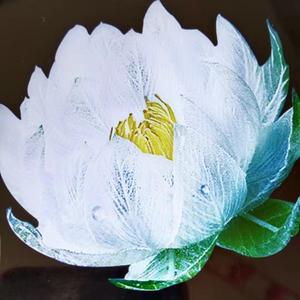 冰山雪莲(拒私聊拒连赞拒合拍)