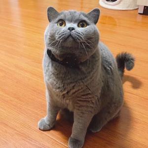 国家一级抬杠运动员