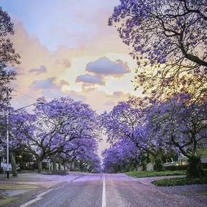 keep running狗尾巴草头像