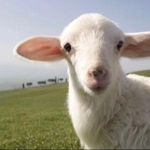 小绵羊头像