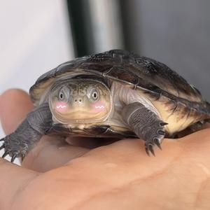 叙利亚悍妇头像