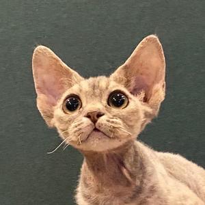 婕西卷毛猫【德文 赛凯】头像