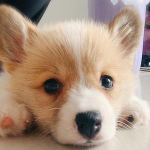 北北是只小柯基头像